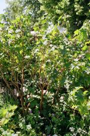 Fotografia da espécie Ribes nigrum