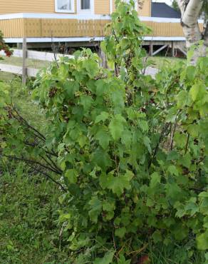 Fotografia 8 da espécie Ribes nigrum no Jardim Botânico UTAD