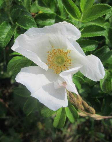 Fotografia de capa Rosa rugosa for. f. - do Jardim Botânico