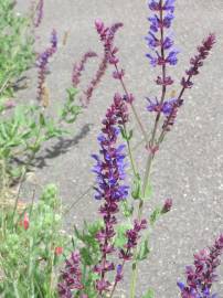 Fotografia da espécie Salvia nemorosa