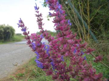 Fotografia da espécie Salvia nemorosa