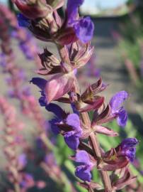 Fotografia da espécie Salvia nemorosa