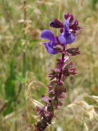 Fotografia da espécie Salvia nemorosa