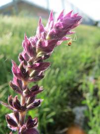 Fotografia da espécie Salvia nemorosa