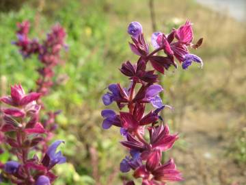 Fotografia da espécie Salvia nemorosa