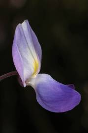 Fotografia da espécie Wisteria sinensis