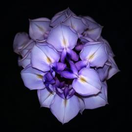 Fotografia da espécie Wisteria sinensis
