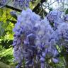 Fotografia 6 da espécie Wisteria sinensis do Jardim Botânico UTAD