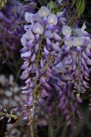 Fotografia da espécie Wisteria sinensis