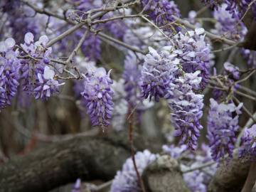 Fotografia da espécie Wisteria sinensis