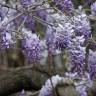 Fotografia 12 da espécie Wisteria sinensis do Jardim Botânico UTAD