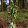 Fotografia 12 da espécie Epipactis tremolsii do Jardim Botânico UTAD