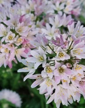 Fotografia 15 da espécie Allium massaessylum no Jardim Botânico UTAD