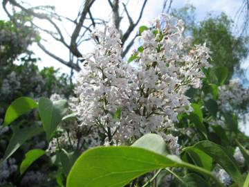 Fotografia da espécie Syringa vulgaris