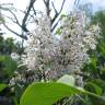 Fotografia 15 da espécie Syringa vulgaris do Jardim Botânico UTAD