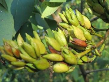 Fotografia da espécie Syringa vulgaris