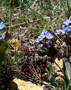 Fotografia 3 da espécie Scilla verna subesp. ramburei no Jardim Botânico UTAD