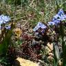 Fotografia 3 da espécie Scilla verna subesp. ramburei do Jardim Botânico UTAD