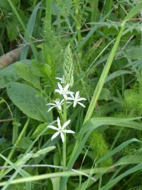 Fotografia da espécie Ornithogalum narbonense