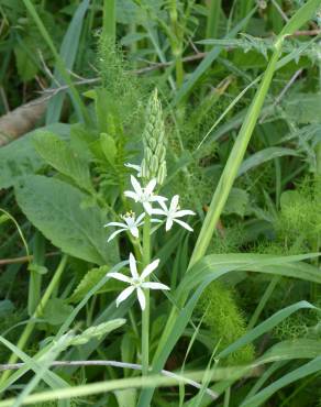 Fotografia 12 da espécie Ornithogalum narbonense no Jardim Botânico UTAD