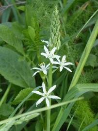 Fotografia da espécie Ornithogalum narbonense