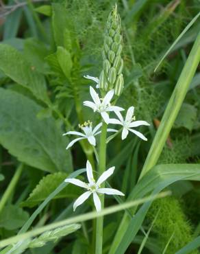 Fotografia 13 da espécie Ornithogalum narbonense no Jardim Botânico UTAD