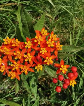 Fotografia 13 da espécie Asclepias curassavica no Jardim Botânico UTAD