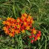 Fotografia 13 da espécie Asclepias curassavica do Jardim Botânico UTAD