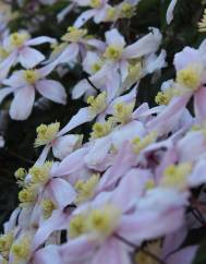 Clematis montana