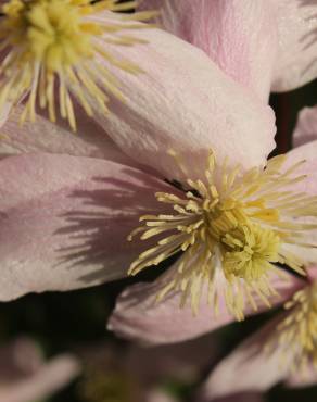 Fotografia 6 da espécie Clematis montana no Jardim Botânico UTAD