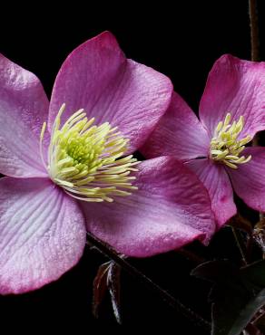 Fotografia 8 da espécie Clematis montana no Jardim Botânico UTAD