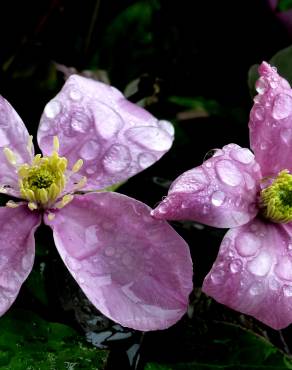 Fotografia 9 da espécie Clematis montana no Jardim Botânico UTAD