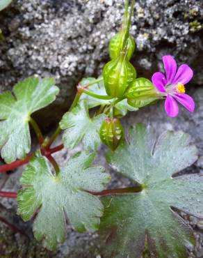 Fotografia 9 da espécie Geranium lucidum no Jardim Botânico UTAD