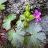 Fotografia 9 da espécie Geranium lucidum do Jardim Botânico UTAD