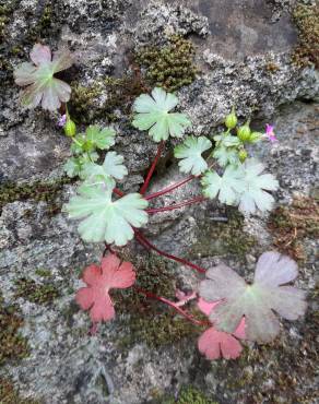 Fotografia 11 da espécie Geranium lucidum no Jardim Botânico UTAD