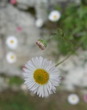 Fotografia 7 da espécie Erigeron karvinskianus no Jardim Botânico UTAD