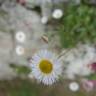 Fotografia 7 da espécie Erigeron karvinskianus do Jardim Botânico UTAD