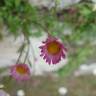 Fotografia 8 da espécie Erigeron karvinskianus do Jardim Botânico UTAD