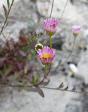 Fotografia 9 da espécie Erigeron karvinskianus no Jardim Botânico UTAD