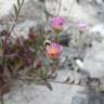 Fotografia 9 da espécie Erigeron karvinskianus do Jardim Botânico UTAD