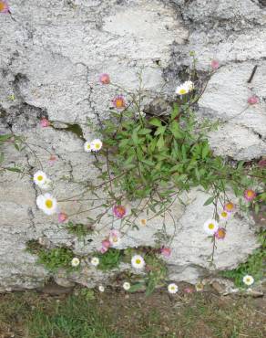 Fotografia 10 da espécie Erigeron karvinskianus no Jardim Botânico UTAD