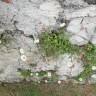 Fotografia 10 da espécie Erigeron karvinskianus do Jardim Botânico UTAD