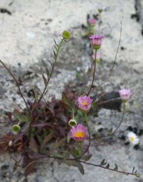 Fotografia 11 da espécie Erigeron karvinskianus no Jardim Botânico UTAD