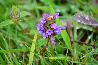 Fotografia da espécie Prunella vulgaris