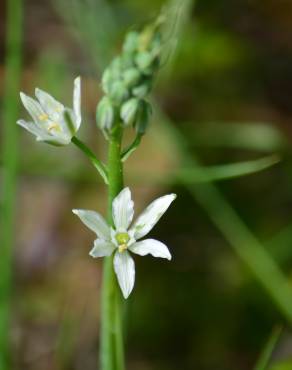 Fotografia 15 da espécie Ornithogalum narbonense no Jardim Botânico UTAD