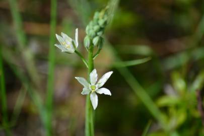 Fotografia da espécie Ornithogalum narbonense