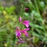 Fotografia 19 da espécie Gladiolus italicus do Jardim Botânico UTAD
