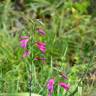 Fotografia 20 da espécie Gladiolus italicus do Jardim Botânico UTAD