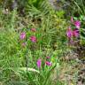 Fotografia 21 da espécie Gladiolus italicus do Jardim Botânico UTAD