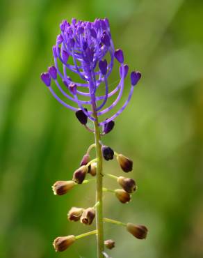 Fotografia 15 da espécie Muscari comosum no Jardim Botânico UTAD